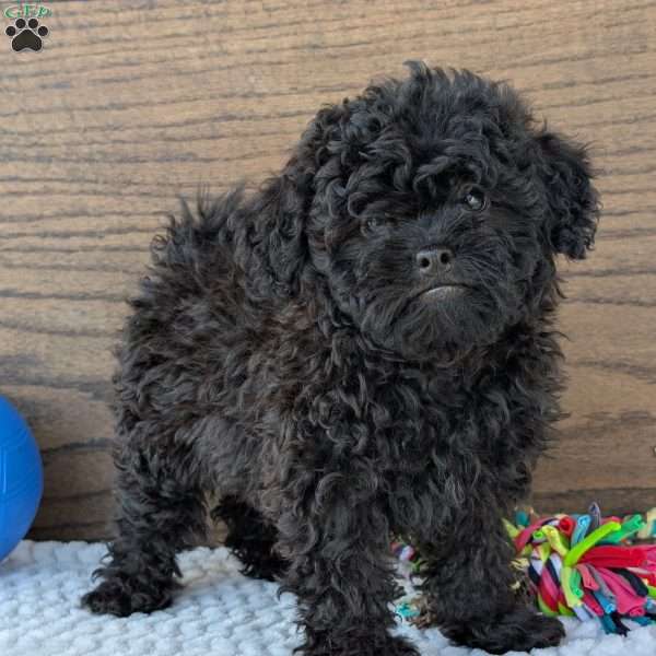 Theo, Shih-Poo Puppy