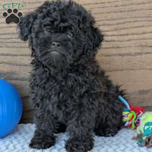 Theo, Shih-Poo Puppy