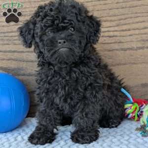 Theo, Shih-Poo Puppy