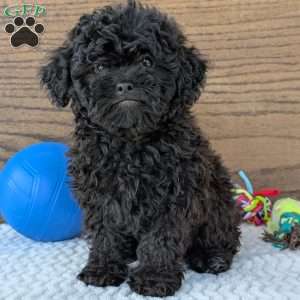 Theo, Shih-Poo Puppy