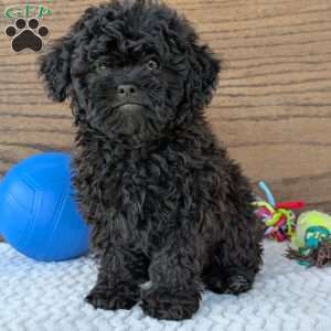 Theo, Shih-Poo Puppy