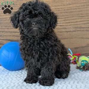 Theo, Shih-Poo Puppy