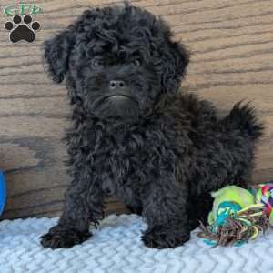 Theo, Shih-Poo Puppy