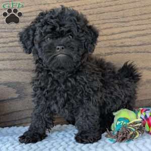 Theo, Shih-Poo Puppy