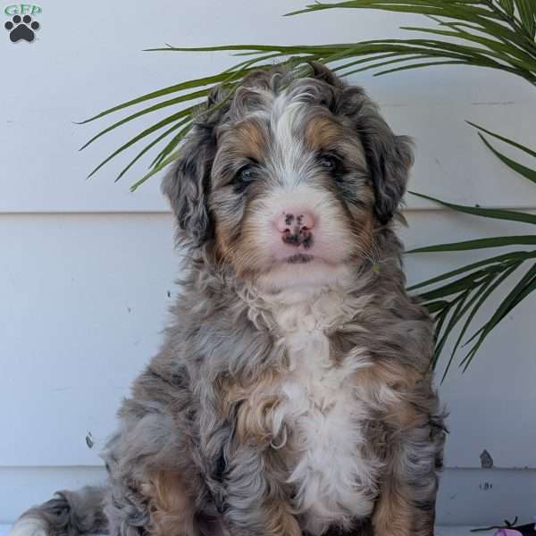 Bluey, Mini Bernedoodle Puppy