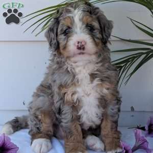 Bluey, Mini Bernedoodle Puppy