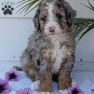 Bluey, Mini Bernedoodle Puppy