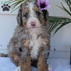 Bluey, Mini Bernedoodle Puppy