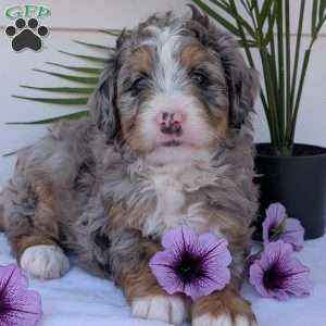Bluey, Mini Bernedoodle Puppy