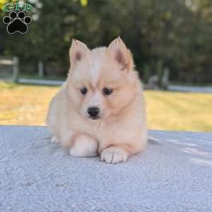 Pumpkin, Pomsky Puppy
