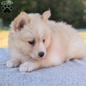 Pumpkin, Pomsky Puppy