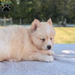 Pumpkin, Pomsky Puppy