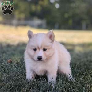 Pumpkin, Pomsky Puppy