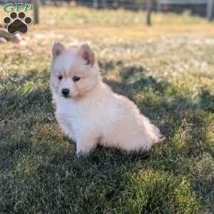 Pumpkin, Pomsky Puppy