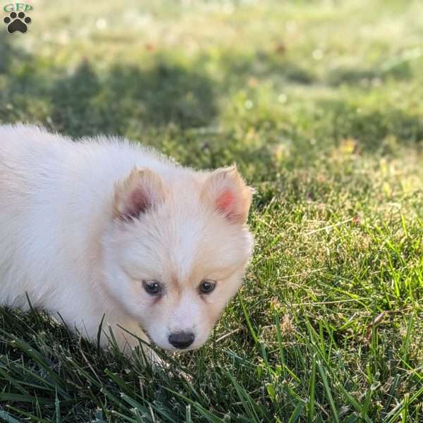 Pumpkin, Pomsky Puppy