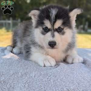 Piper, Pomsky Puppy