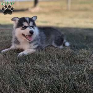 Piper, Pomsky Puppy