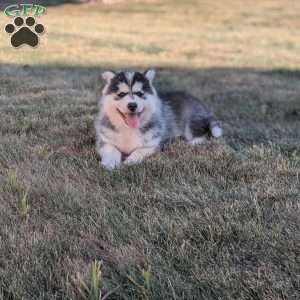 Piper, Pomsky Puppy