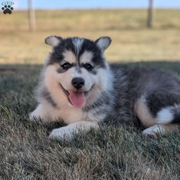 Piper, Pomsky Puppy