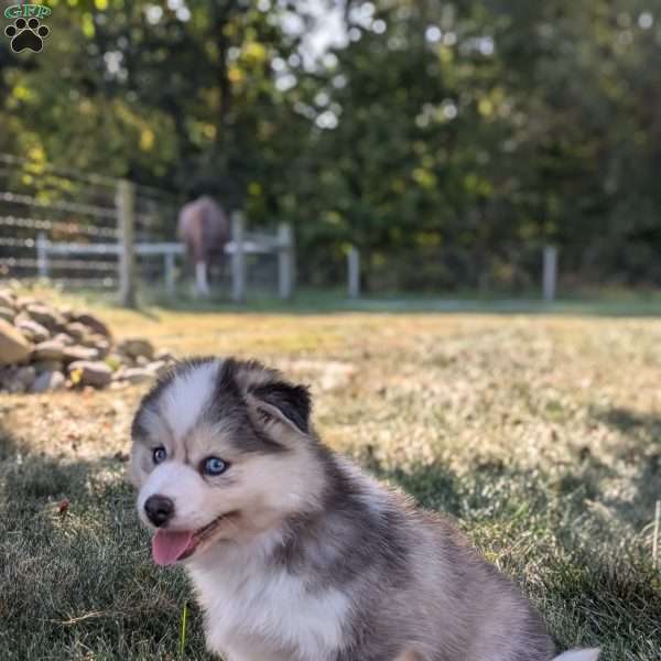 Paisley, Pomsky Puppy
