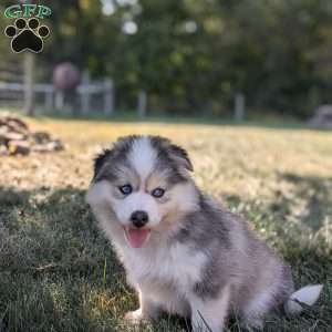 Paisley, Pomsky Puppy