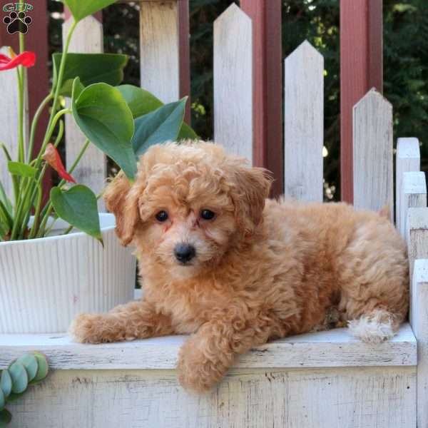 Pablo, Bich-Poo Puppy