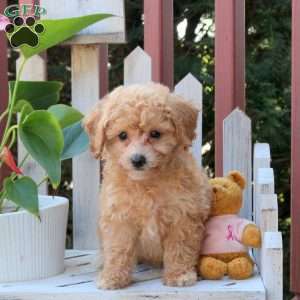 Pablo, Bich-Poo Puppy