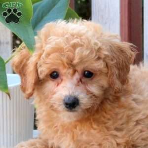 Pablo, Bich-Poo Puppy
