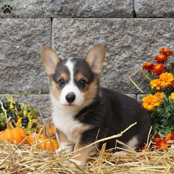 Pace, Pembroke Welsh Corgi Puppy