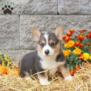 Pace, Pembroke Welsh Corgi Puppy