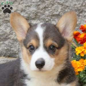 Pace, Pembroke Welsh Corgi Puppy
