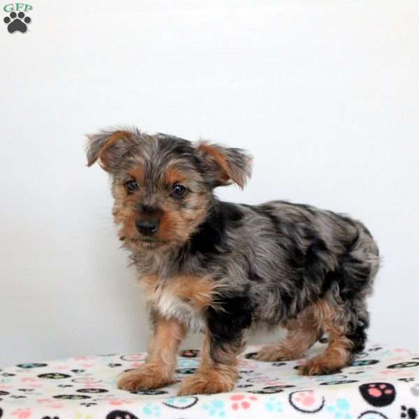 Paige, Yorkie Puppy
