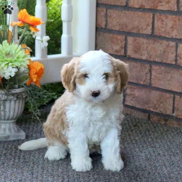 Paige, Mini Bernedoodle Puppy