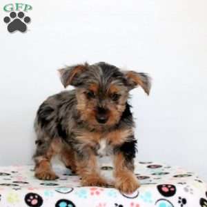 Paige, Yorkie Puppy