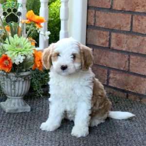 Paige, Mini Bernedoodle Puppy