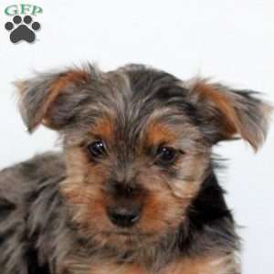 Paige, Yorkie Puppy