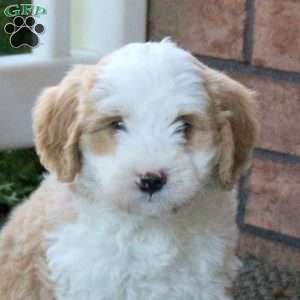 Paige, Mini Bernedoodle Puppy