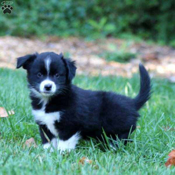 Paige, Miniature Australian Shepherd Puppy