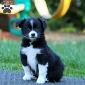 Paige, Miniature Australian Shepherd Puppy