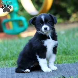 Paige, Miniature Australian Shepherd Puppy