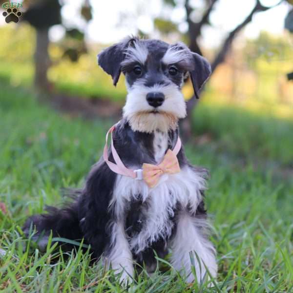 Paisley, Miniature Schnauzer Puppy