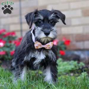 Pamela, Miniature Schnauzer Puppy