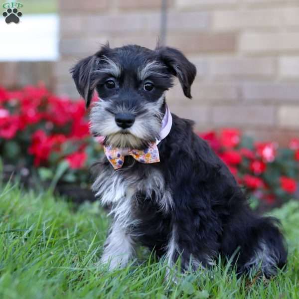 Pamela, Miniature Schnauzer Puppy