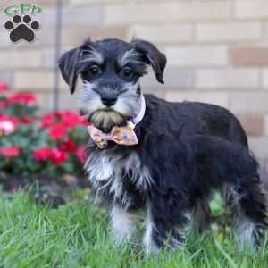 Pamela, Miniature Schnauzer Puppy