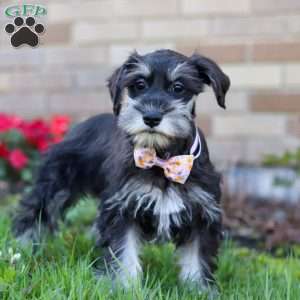 Pamela, Miniature Schnauzer Puppy