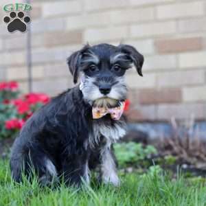 Pamela, Miniature Schnauzer Puppy
