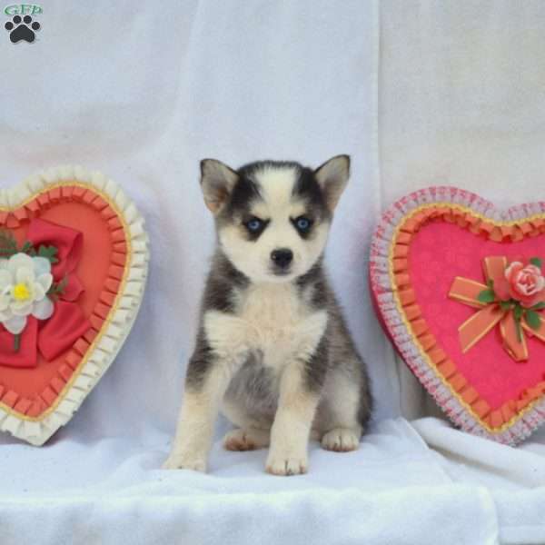 Panda, Pomsky Puppy