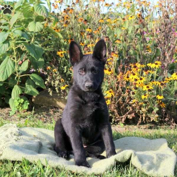 Pansy, German Shepherd Puppy