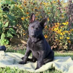Pansy, German Shepherd Puppy