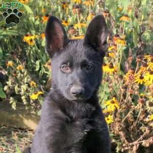 Pansy, German Shepherd Puppy